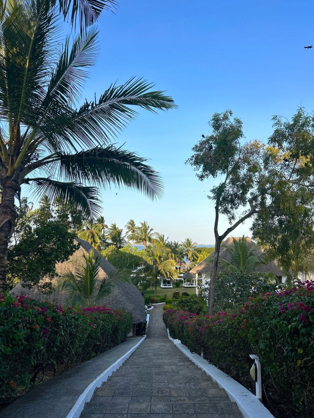 Stone pathway with white borders leading through a tropical resort, flanked by palms and flowering hedges.